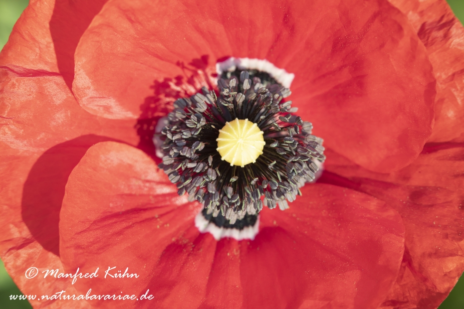 Mohn (Klatschmohn)_0215