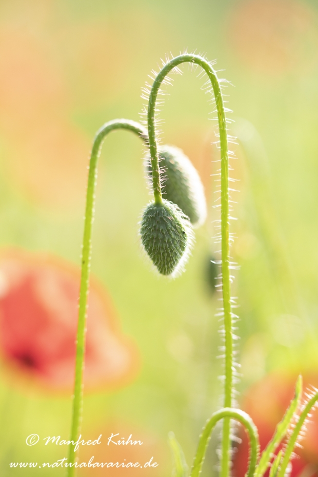 Mohn (Klatschmohn)_0219