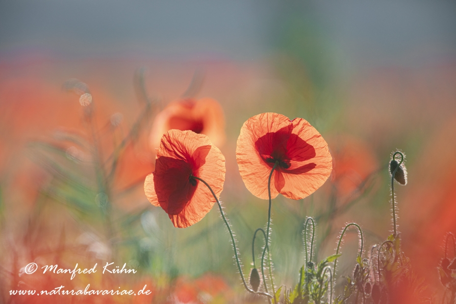 Mohn (Klatschmohn)_0221