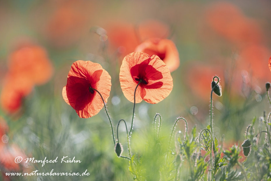 Mohn (Klatschmohn)_0226