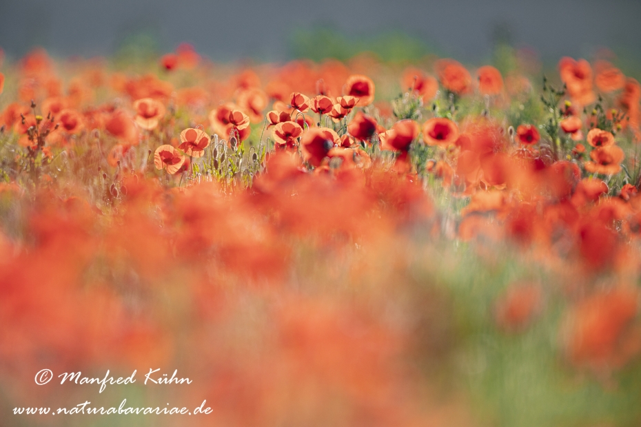 Mohn (Klatschmohn)_0232