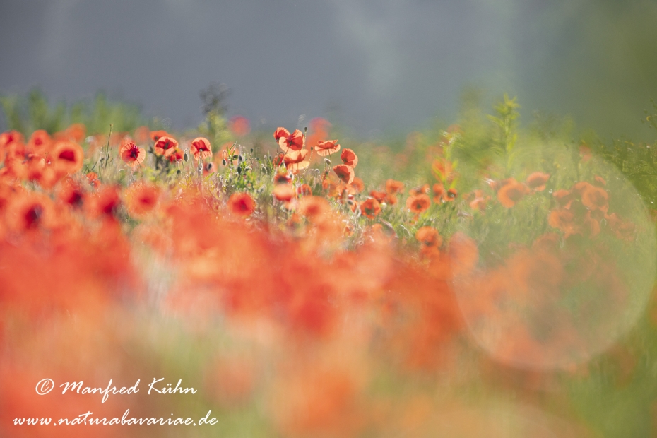 Mohn (Klatschmohn)_0233