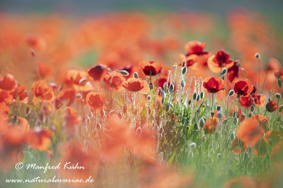 Mohn (Klatschmohn)_0234