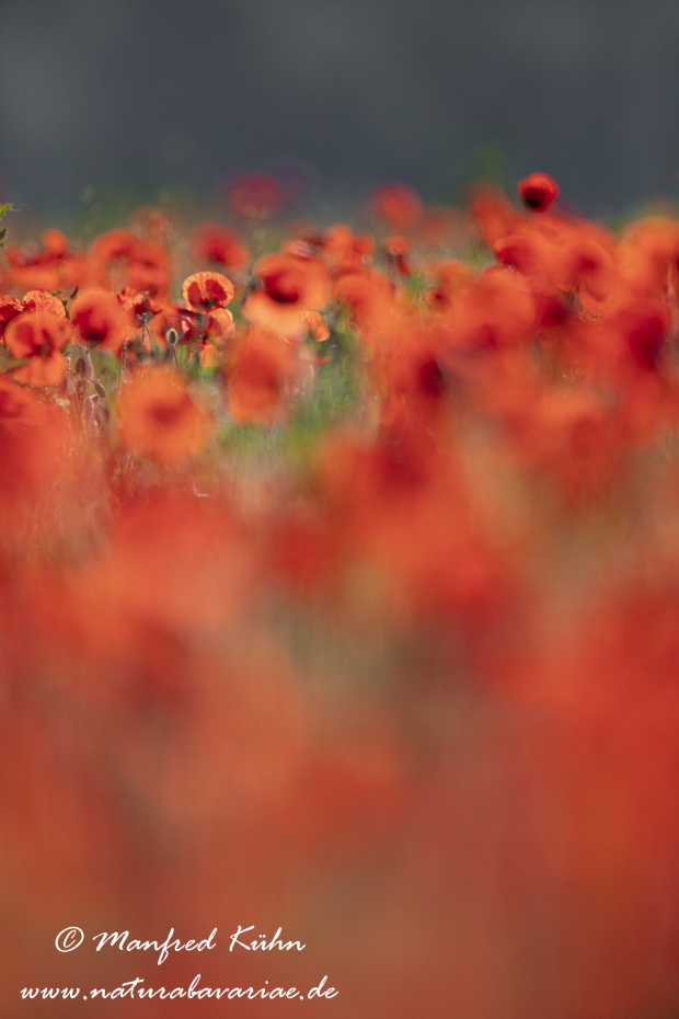 Mohn (Klatschmohn)_0242