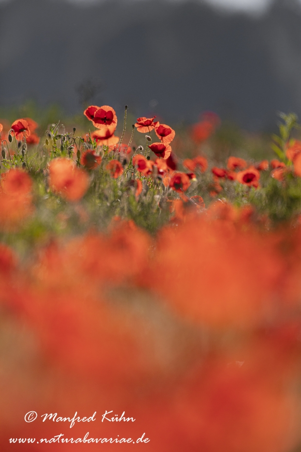 Mohn (Klatschmohn)_0245