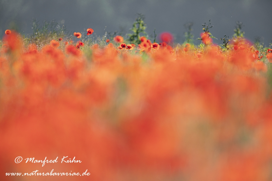Mohn (Klatschmohn)_0250