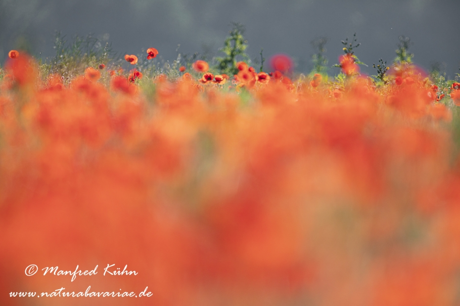 Mohn (Klatschmohn)_0250