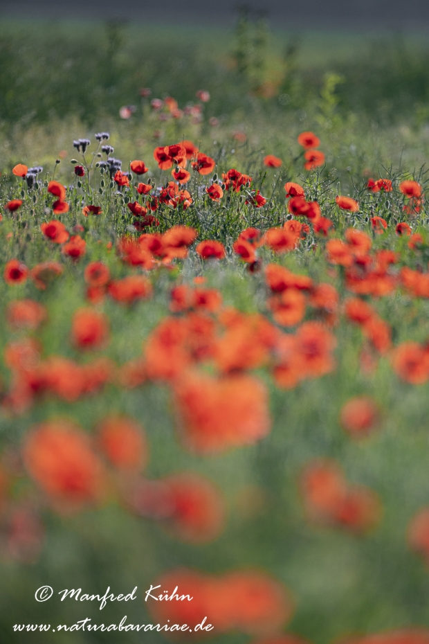 Mohn (Klatschmohn)_0253