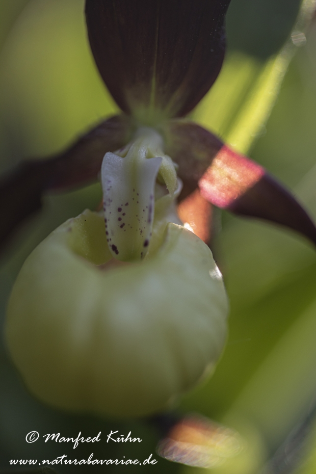 Frauenschuh ()_0084