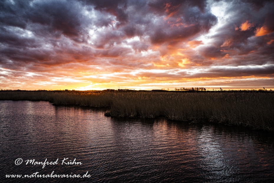 Federsee (Baden-Wuerttemberg)_0060