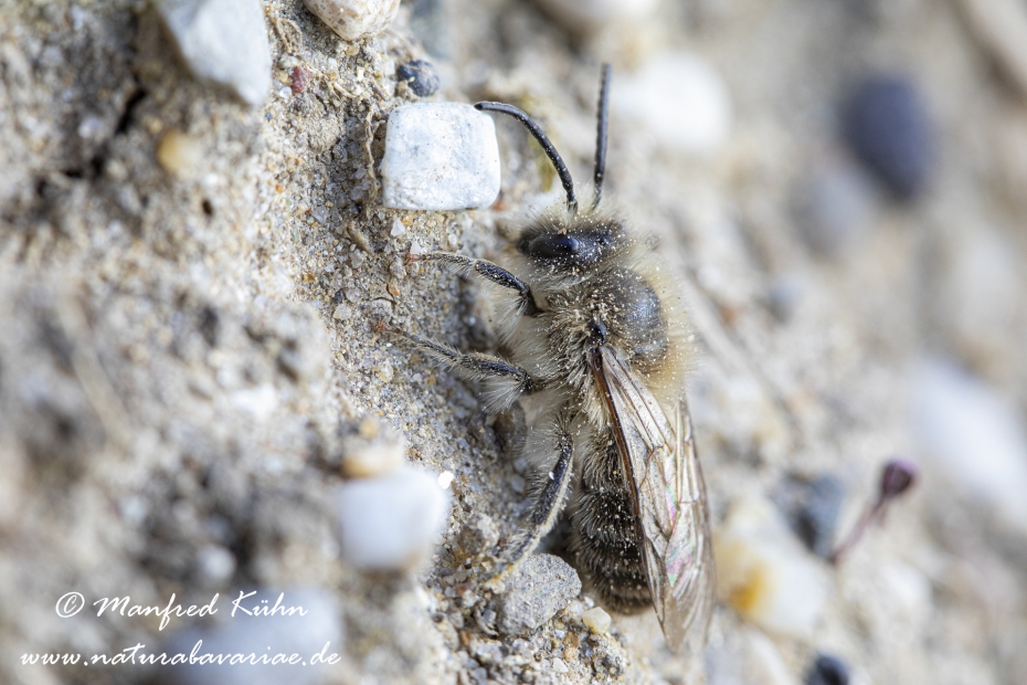 Pelzbiene (Gemeine)_0021