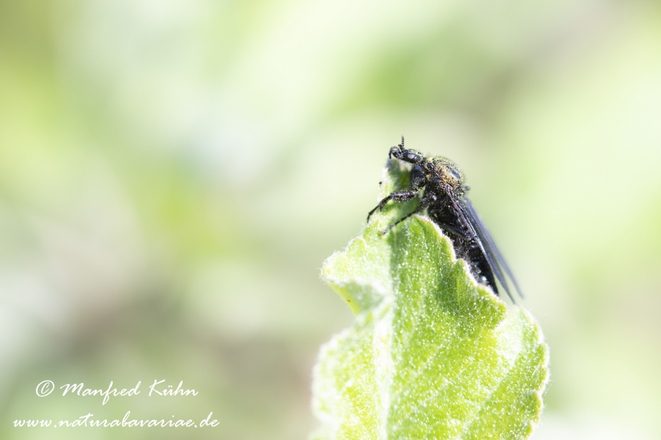 Märzfliege ()_0003