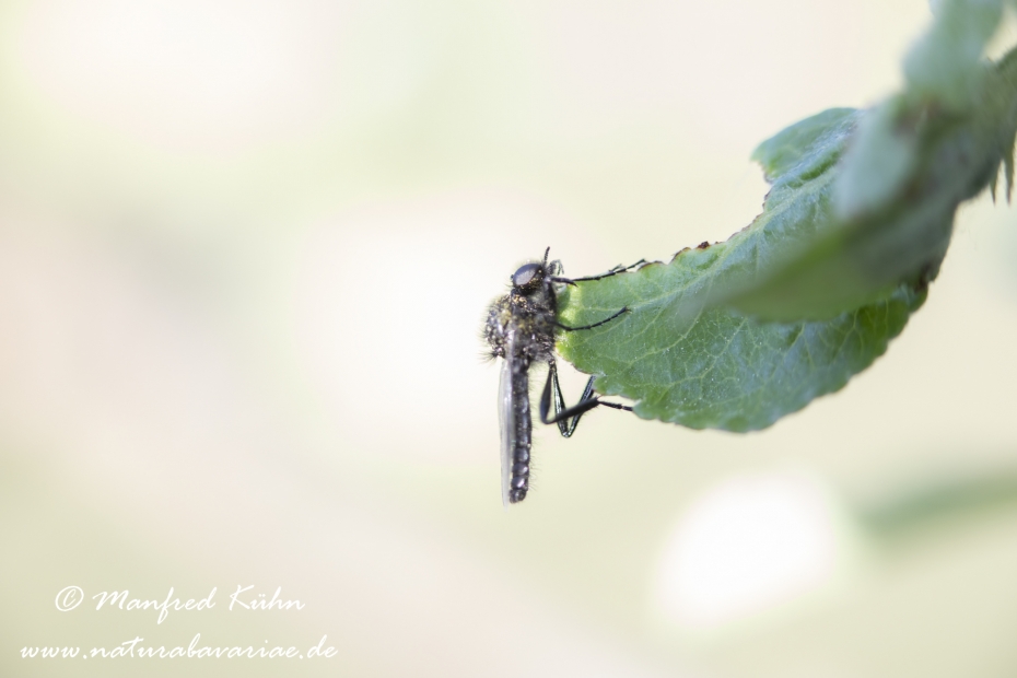 Märzfliege ()_0004