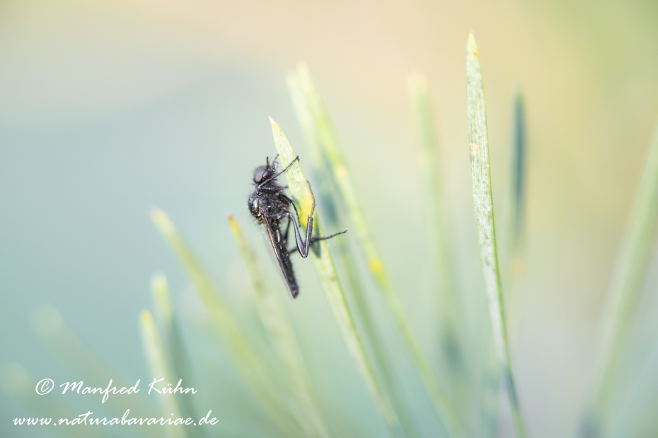 Märzfliege ()_0008