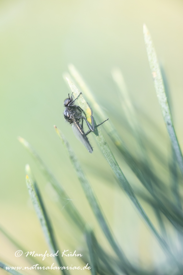 Märzfliege ()_0009