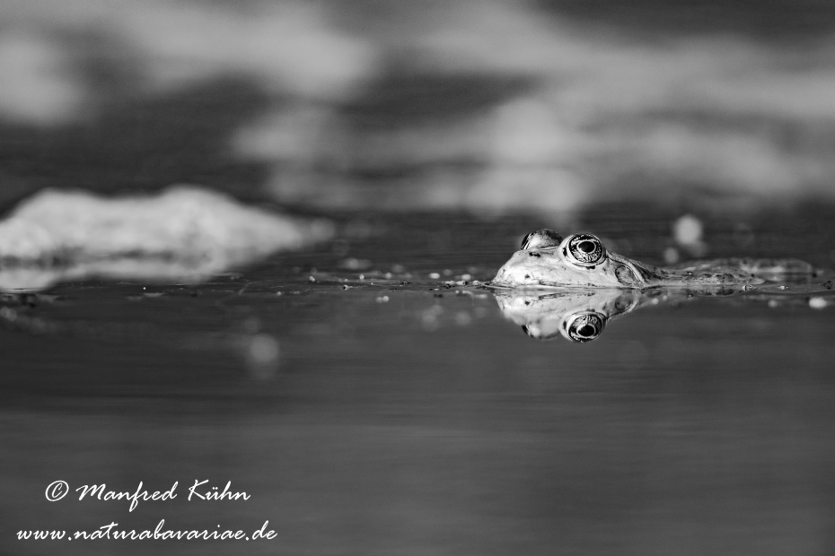 Seefrosch ()_0073