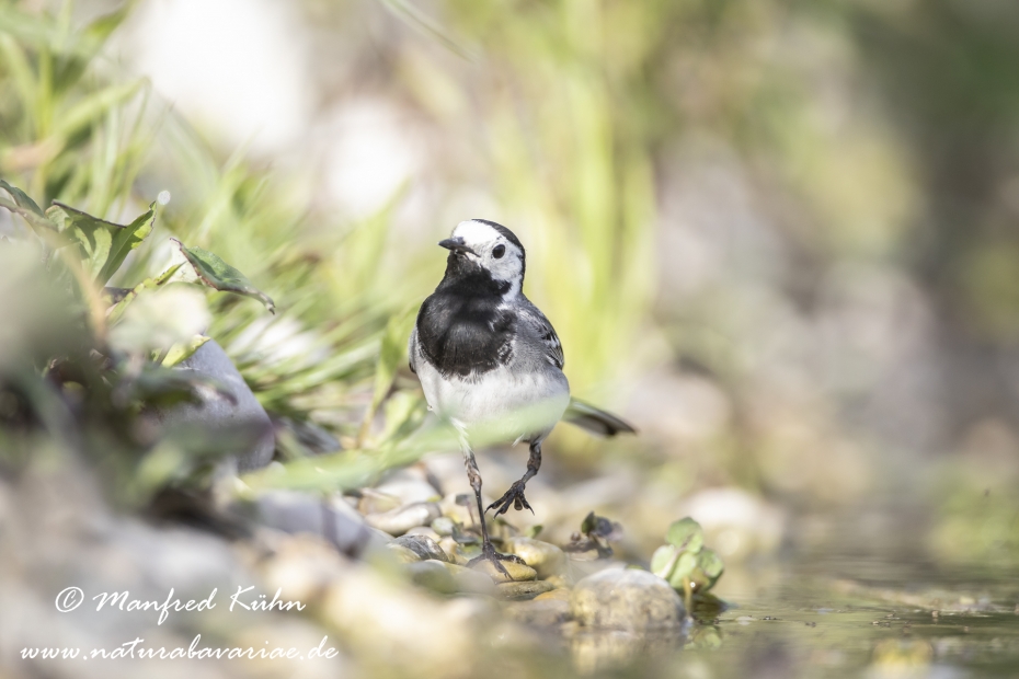 Bachstelze ()_0033
