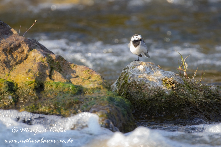 Bachstelze ()_0034