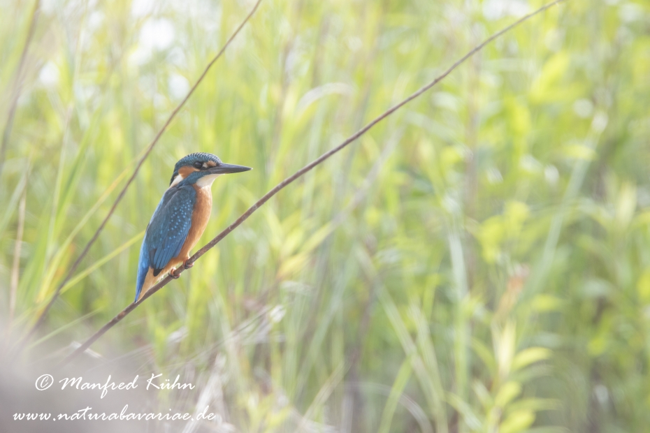 Eisvogel ()_0078