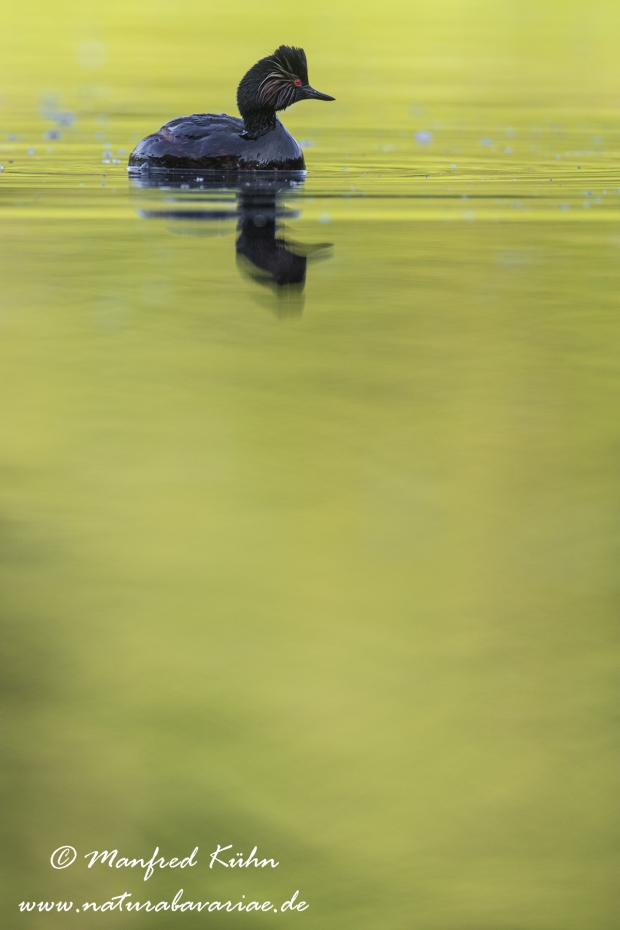 Schwarzhalstaucher ()_0021