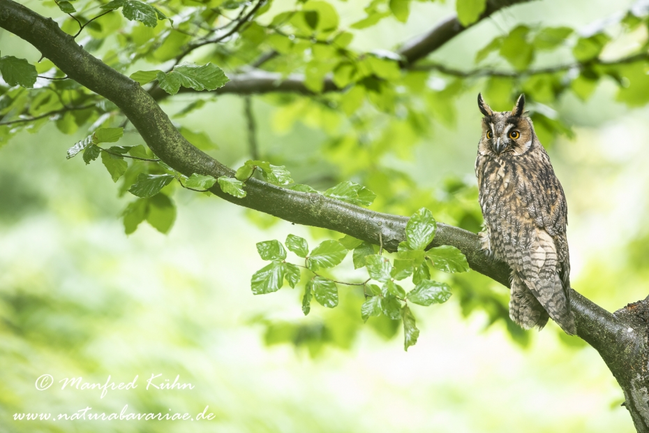 Waldohreule ()_0014_1