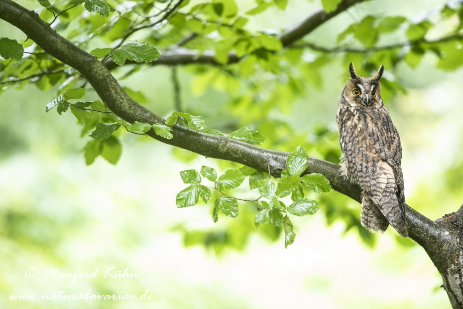 Waldohreule ()_0015