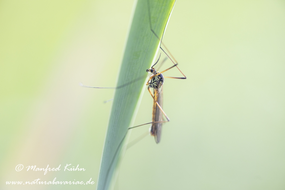Schnake (Nephrotoma spec)_0003