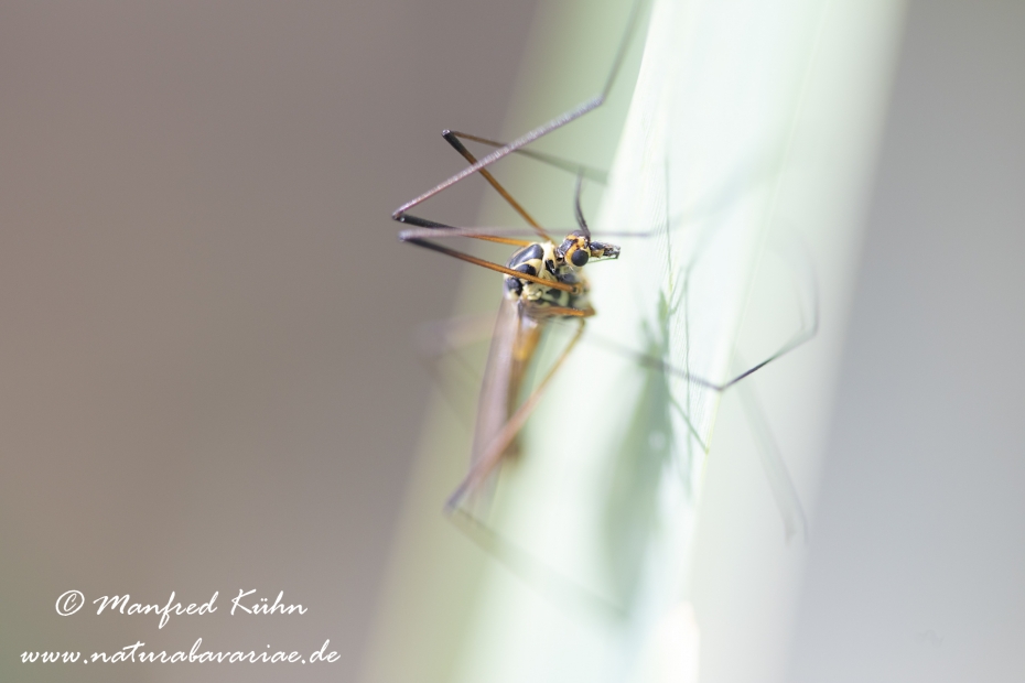 Schnake (Nephrotoma spec)_0014