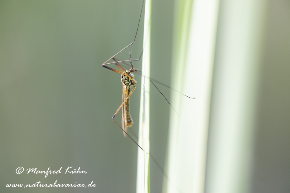 Schnake (Nephrotoma spec)_0016