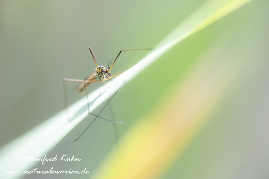Schnake (Nephrotoma spec)_0023