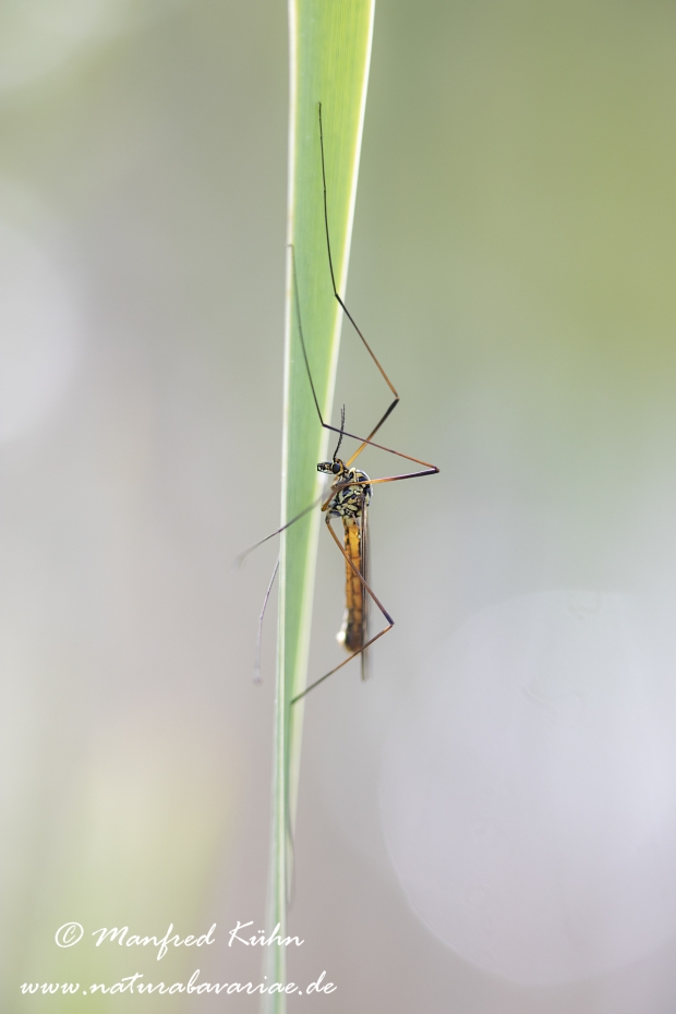 Schnake (Nephrotoma spec)_0027