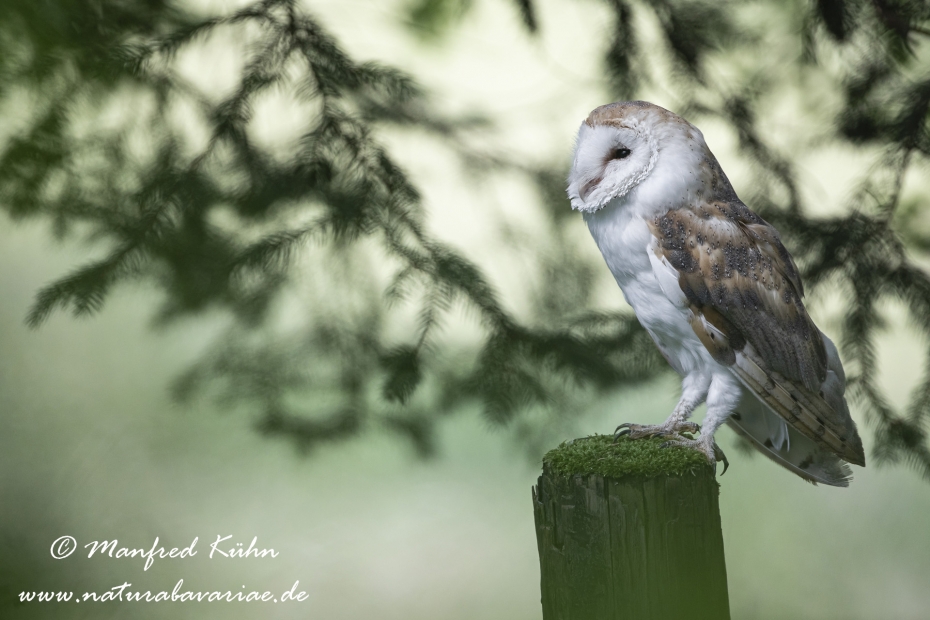 Schleiereule ()_0012