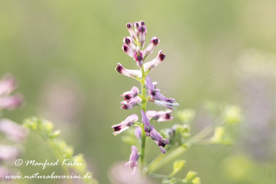 Erdrauch (Blasser)_0014