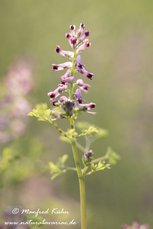 Erdrauch (Blasser)_0022