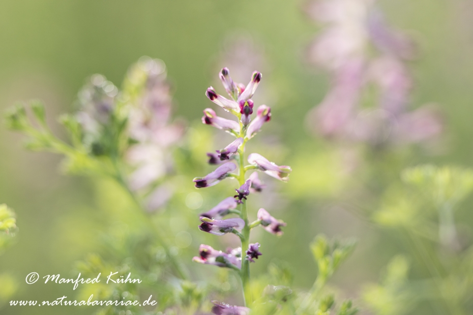 Erdrauch (Blasser)_0024