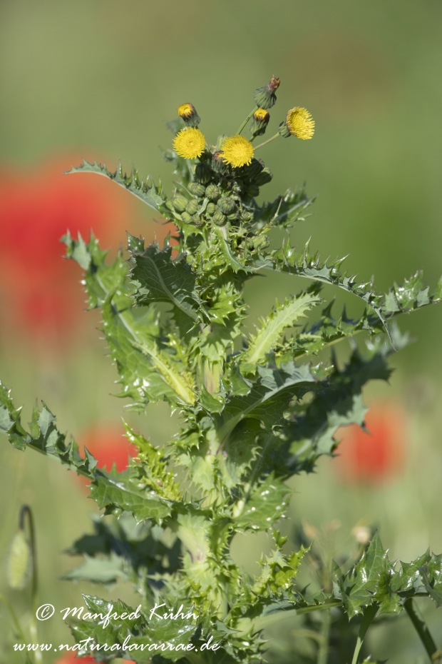 Gaensedistel (Rauhe)_0001