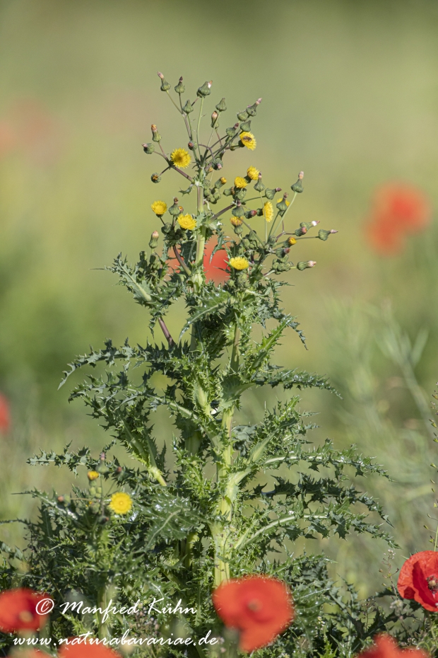 Gaensedistel (Rauhe)_0009