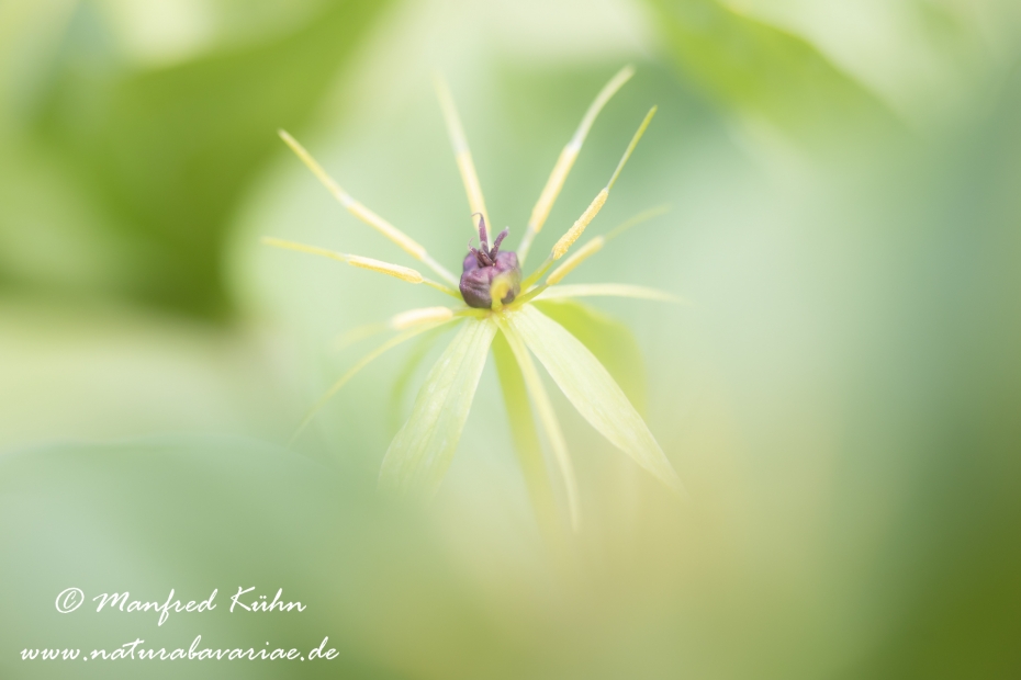 Einbeere ()_0015