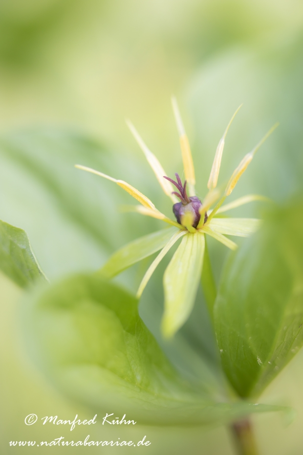 Einbeere ()_0021