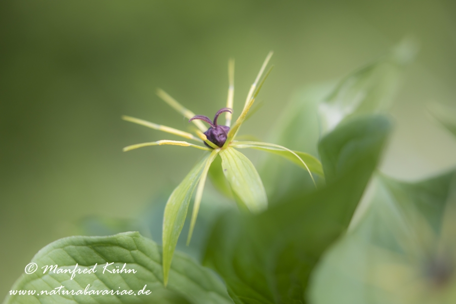 Einbeere ()_0027