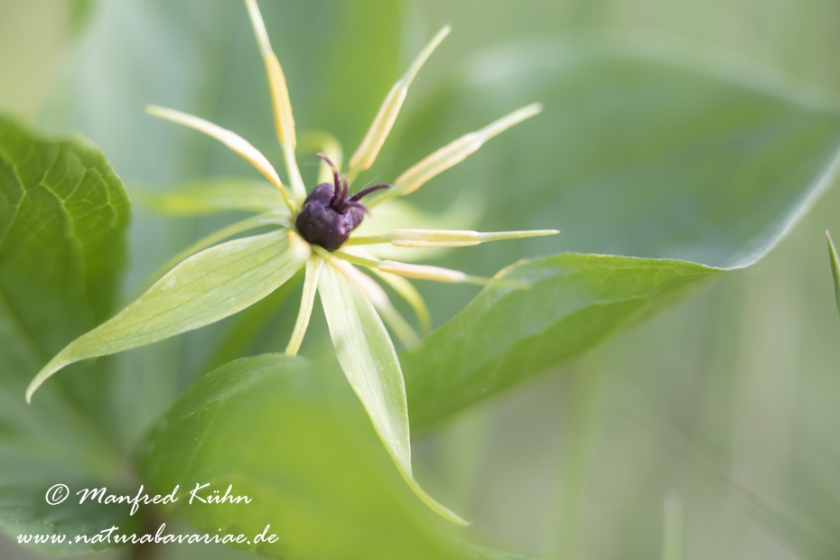 Einbeere ()_0033