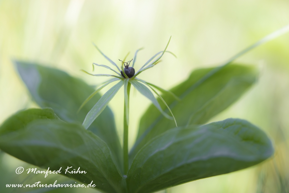 Einbeere ()_0039
