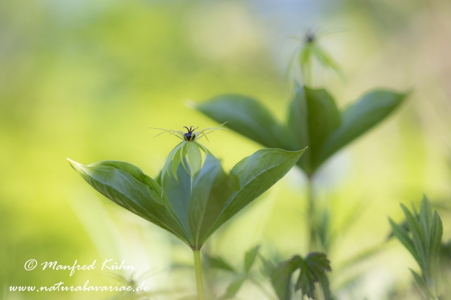 Einbeere ()_0041