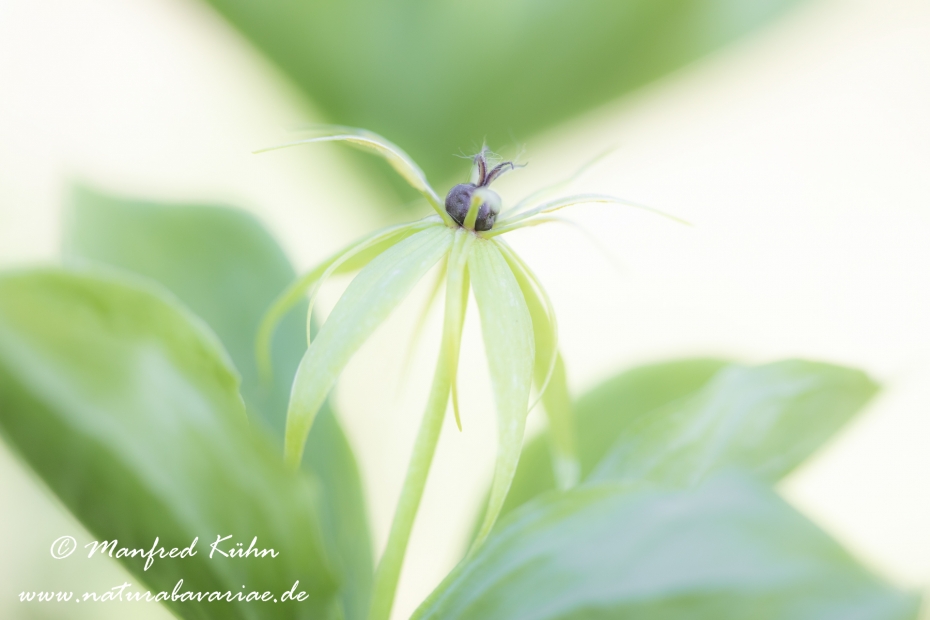 Einbeere ()_0047