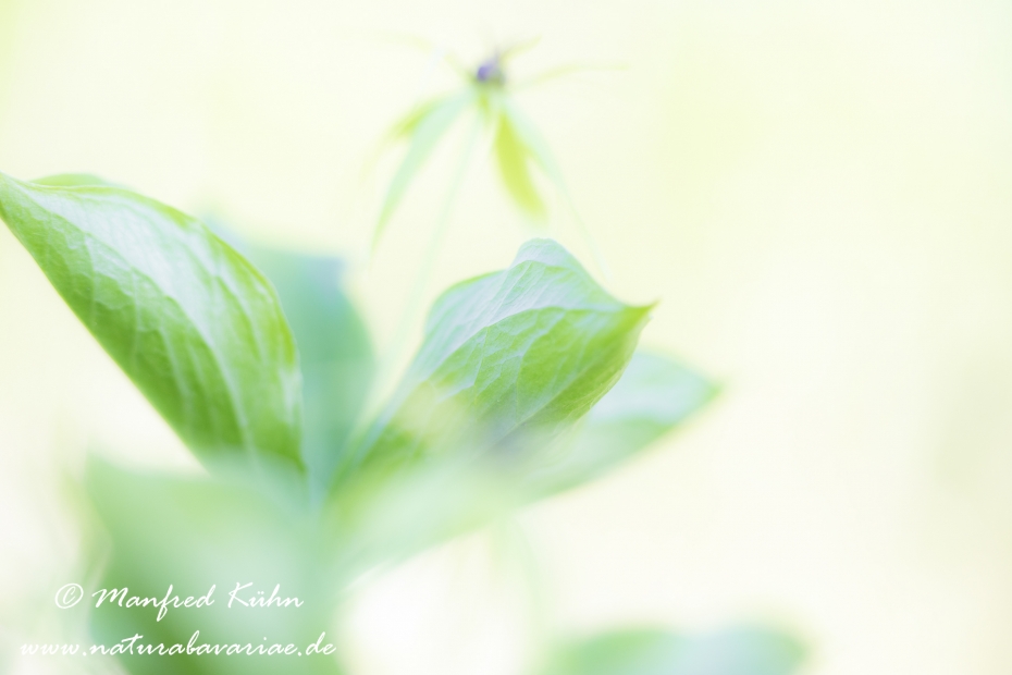 Einbeere ()_0048