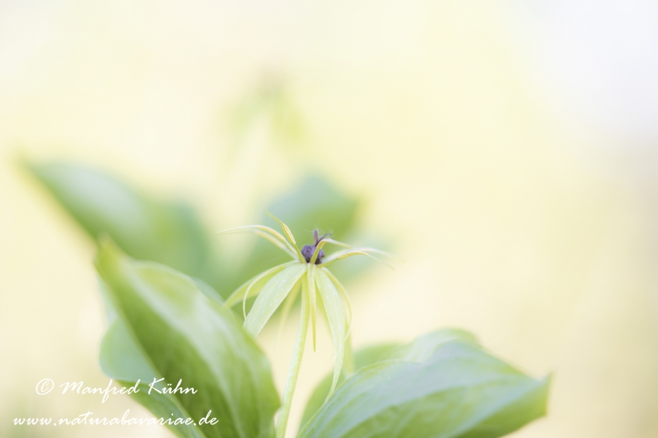 Einbeere ()_0051