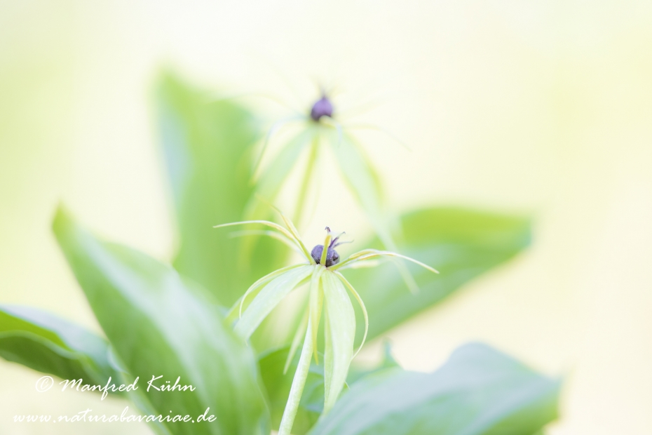 Einbeere ()_0052