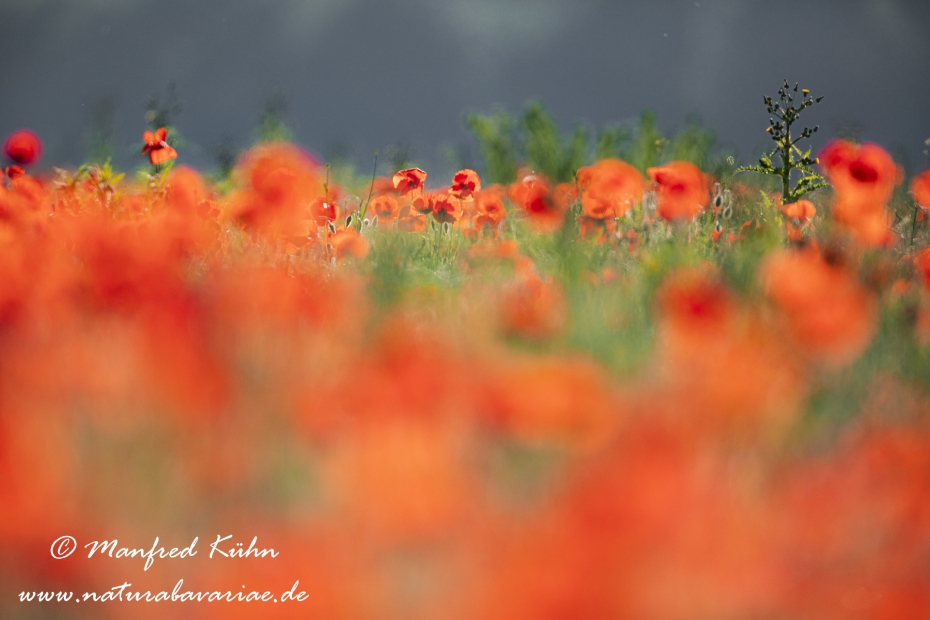 Mohn (Klatschmohn)_0252