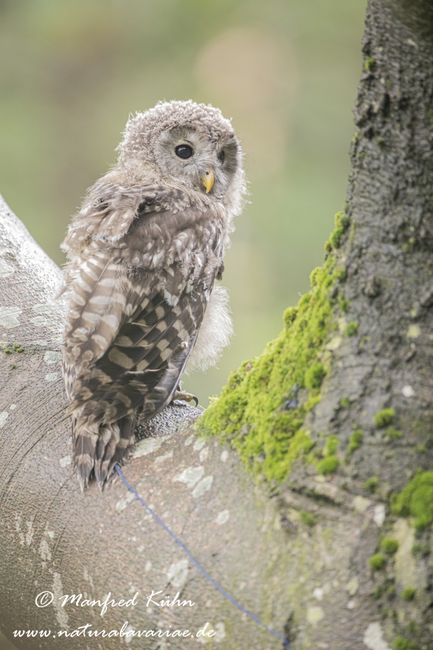 Habichtskauz ()_0029