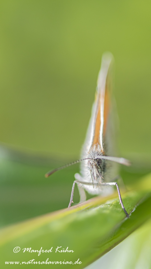 Wiesenvögelchen (Kleines)_0017